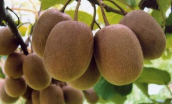 Sự thật khủng khiếp với Kiwi nhập từ Trung Quốc