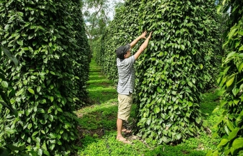 Hồ tiêu trên "chảo lửa"