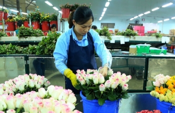 Thiếu hụt nhân lực "làm khó" doanh nghiệp nông nghiệp công nghệ cao