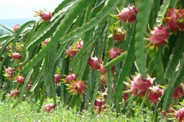 Doanh nghiệp Việt đối mặt với rủi ro thương mại quốc tế ngày càng tăng doanh nghiep viet doi mat voi rui ro thuong mai quoc te ngay cang tang