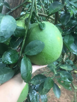 Chưa tới Trung thu, thương lái đã "ôm" cả vườn bưởi da xanh