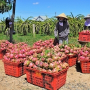 Hỗ trợ kết nối đầu ra cho nông sản đến vụ thu hoạch