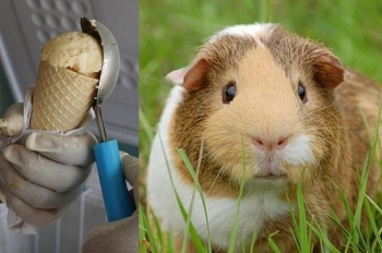 Hãi hùng loại kem có mùi vị thịt chuột ở Ecuador