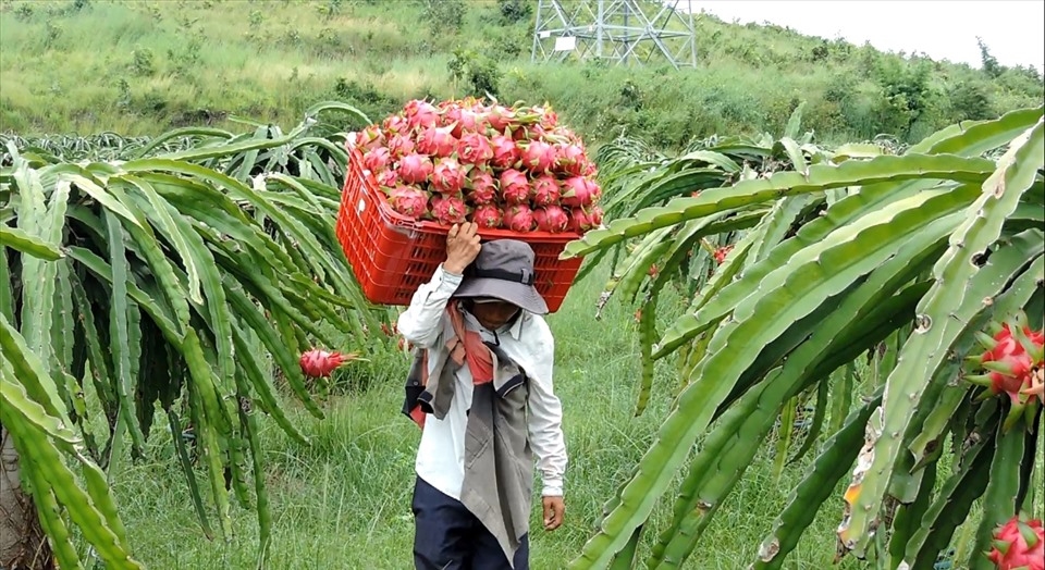 Tin tức kinh tế ngày 8/10: Thanh long Bình Thuận được bảo hộ chỉ dẫn địa lý tại Nhật Bản