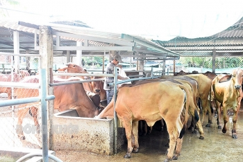 Kế hoạch quốc gia phòng, chống bệnh viêm da nổi cục trên trâu, bò