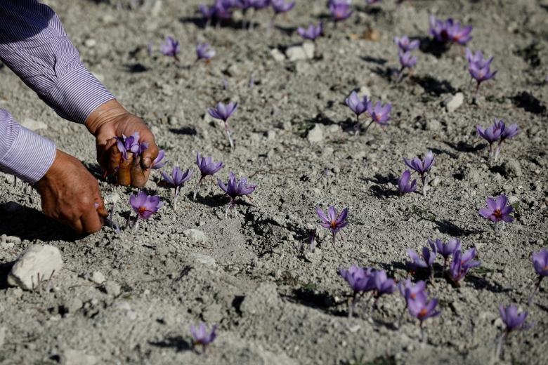 nghe kinh doanh nhuy hoa nghe tay saffron no ro o hy lap