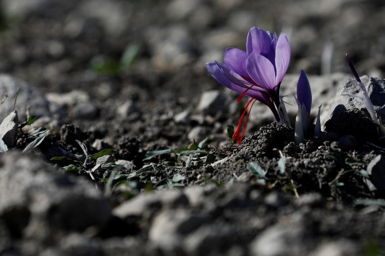 nghe kinh doanh nhuy hoa nghe tay saffron no ro o hy lap