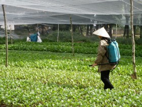 Ăn rau ăn cả… thuốc trừ sâu
