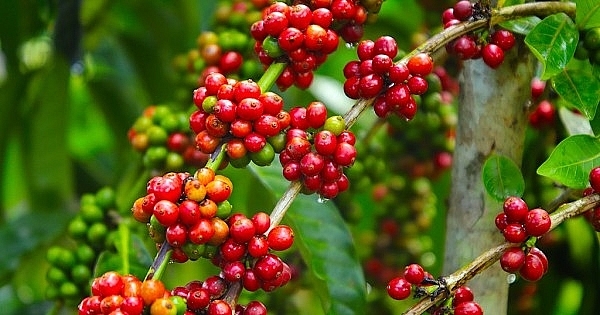 Giá cà phê hôm nay 25/1/2022: Sụt giảm trên thị trường thế giới