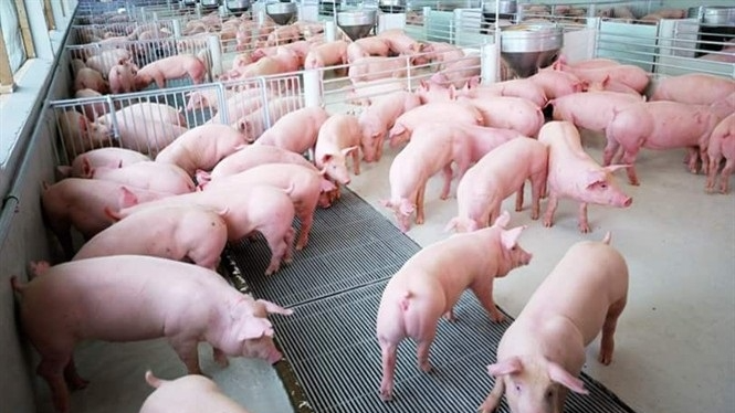 Giá heo hơi hôm nay 17/2: Tiếp tục giảm ở nhiều khu vực