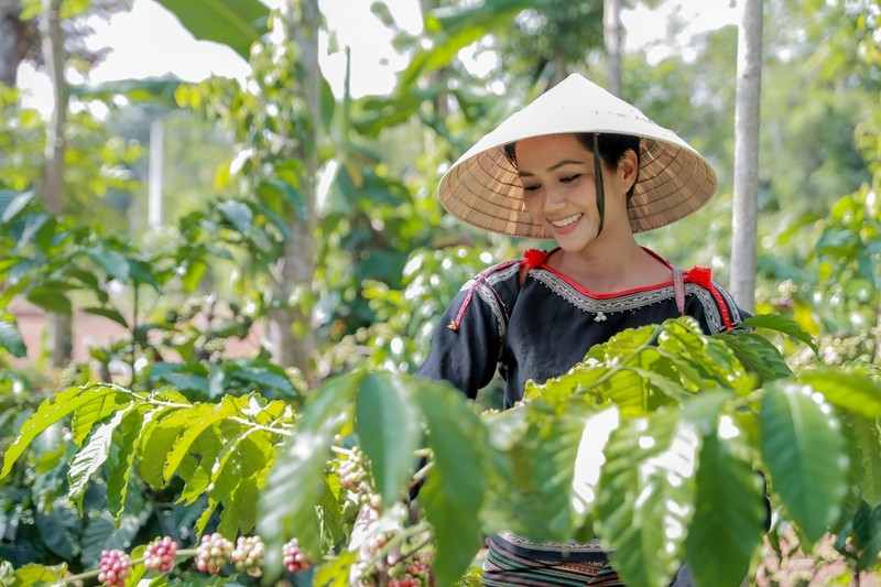 Giá cà phê hôm nay 18/2: Tăng nhẹ tại một số vùng