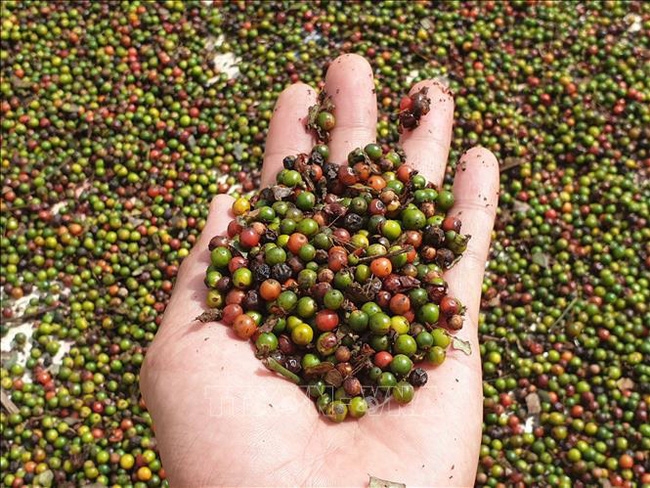 Giá tiêu hôm nay 8/3: Tiếp tục đi ngang
