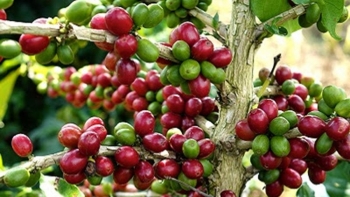 Giá cà phê hôm nay 22/3: Tăng mạnh trên thị trường thế giới