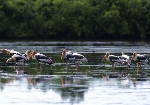Cần đánh giá đúng giá trị đặc biệt của Vườn Quốc gia Xuân Thủy Cần đánh giá đúng giá trị đặc biệt của Vườn Quốc gia Xuân Thủy