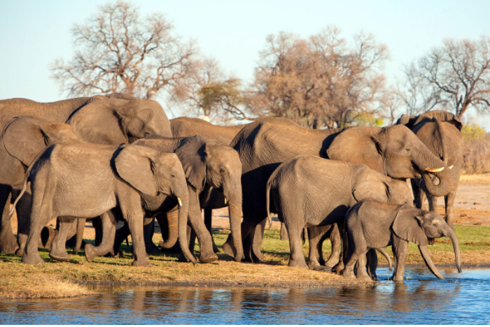 Điểm đến thú vị cho các tour du lịch Safari
