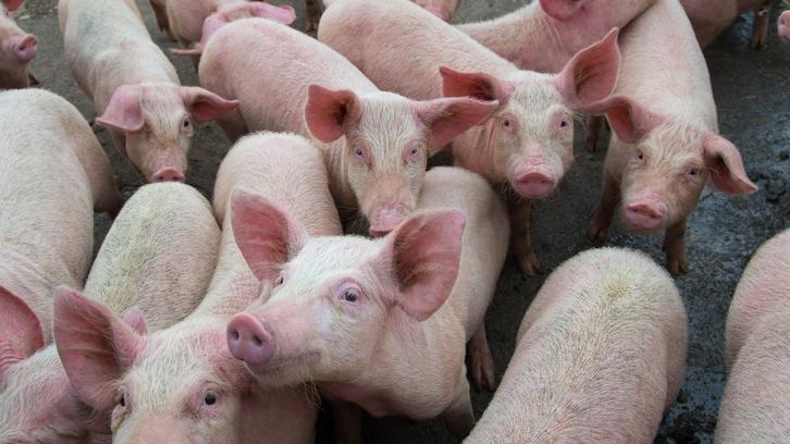 Giá heo hơi hôm nay 3/5: Khu vực phía Bắc điều chỉnh 1.000 đồng/kg