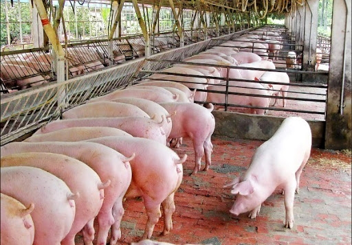 Giá heo hơi hôm nay 8/5: Khu vực miền Bắc đồng loạt chững lại