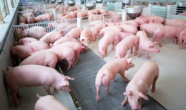 Giá heo hơi hôm nay 15/5: Điều chỉnh trái chiều trên cả nước