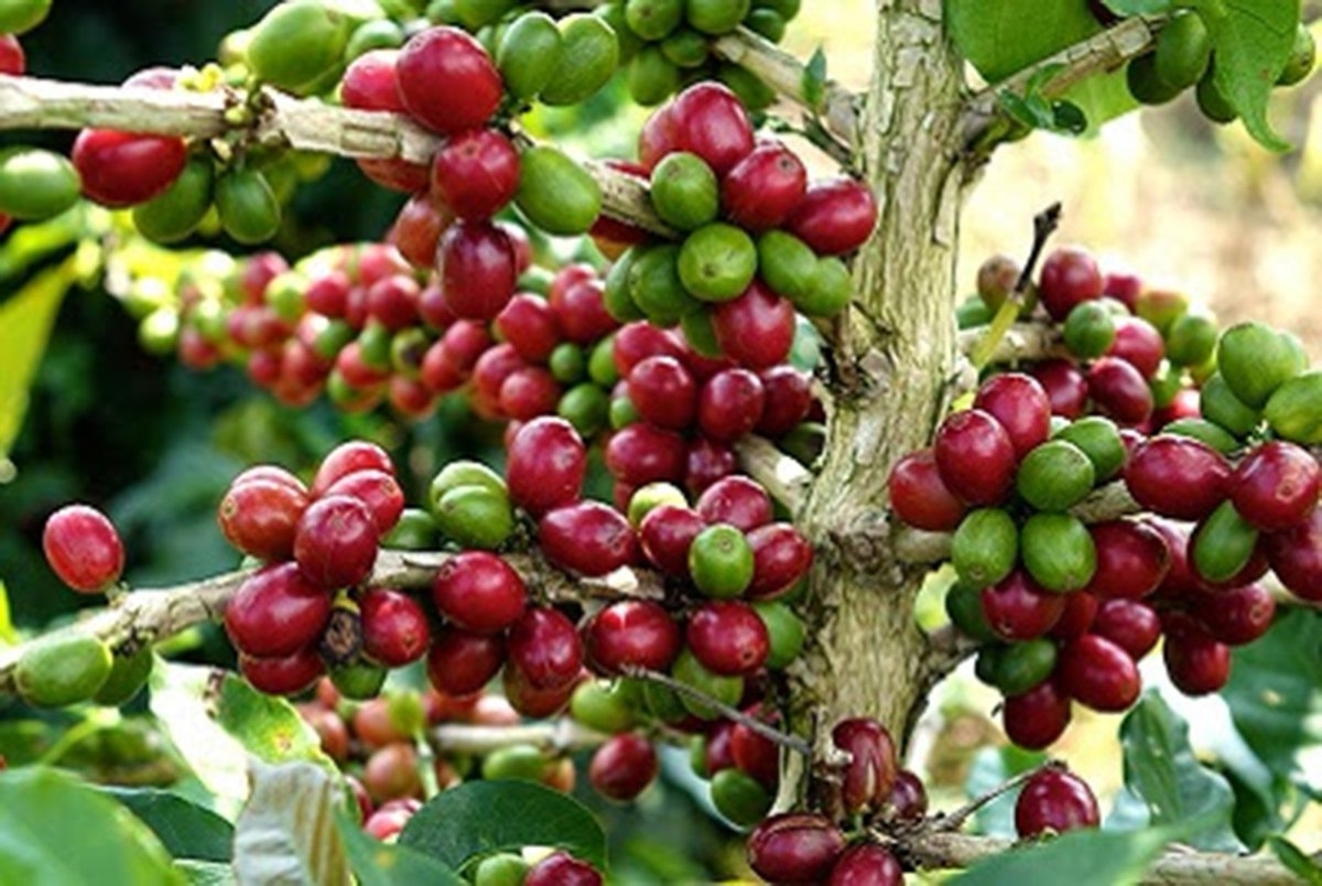 Giá cà phê hôm nay 3/5: Diễn biến trái chiều trên sàn quốc tế