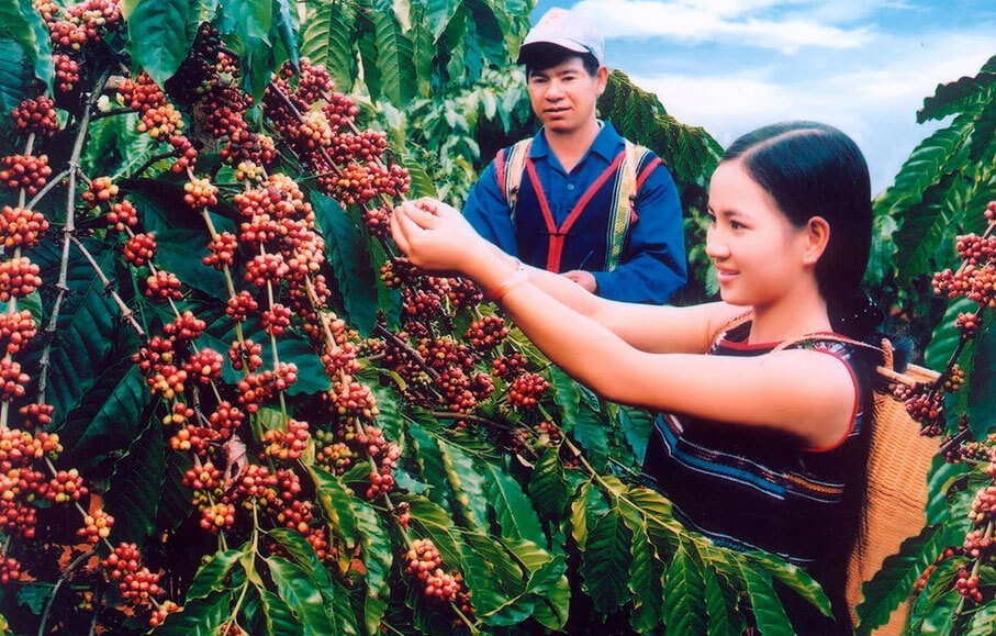 Giá cà phê hôm nay 28/5: Tăng tiếp 400 đồng/kg tại các địa phương thu mua trọng điểm