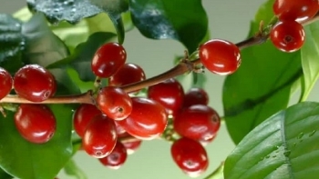 Giá cà phê hôm nay 20/6: Đồng loạt hồi phục