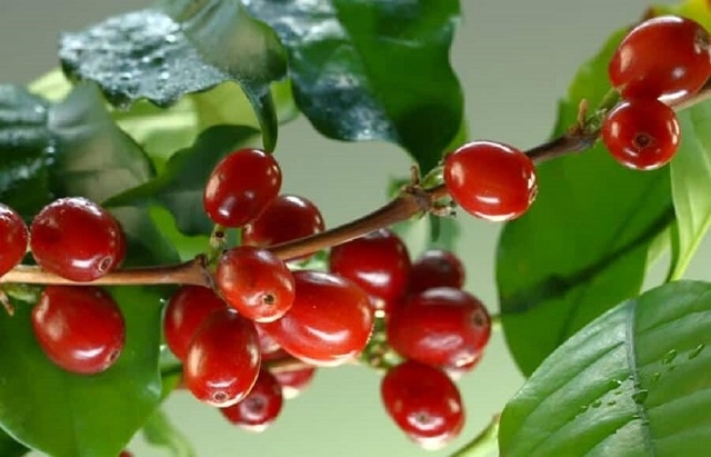 Giá cà phê hôm nay 4/7: Trong nước tăng nhẹ