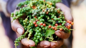 Giá tiêu hôm nay 12/7: Thị trường trong nước ổn định