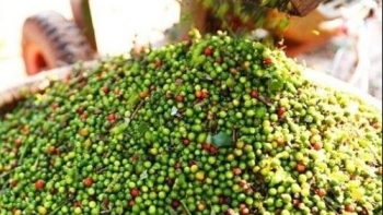 Giá tiêu hôm nay 19/7: Ổn định ở một số địa phương