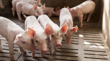 Giá heo hơi hôm nay 20/7: Tiếp tục tăng 6.000 đồng/kg