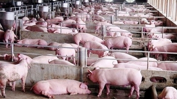Giá heo hơi hôm nay 21/7: Tăng từ 1000 - 5.000 đồng/kg