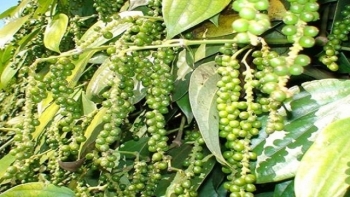 Giá tiêu hôm nay 23/7: Thị trường trong nước bất ngờ tăng mạnh