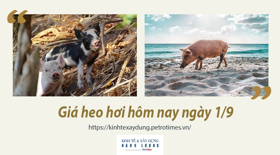 Giá heo hơi hôm nay ngày 1/9: Đứng yên trên diện rộng
