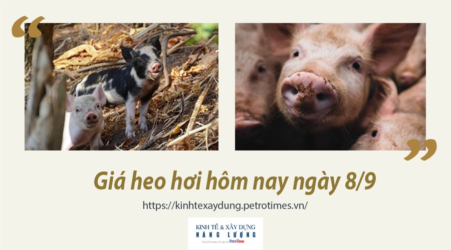 Giá heo hơi hôm nay ngày 8/9: Chững lại tại miền Bắc và miền Trung, Tây Nguyên
