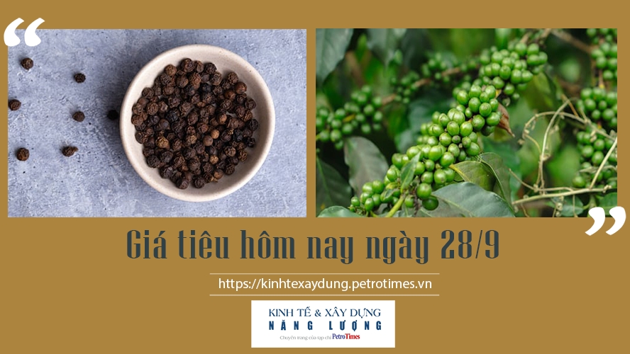 Giá tiêu hôm nay ngày 28/9: Duy trì ổn định sau những phiên tăng