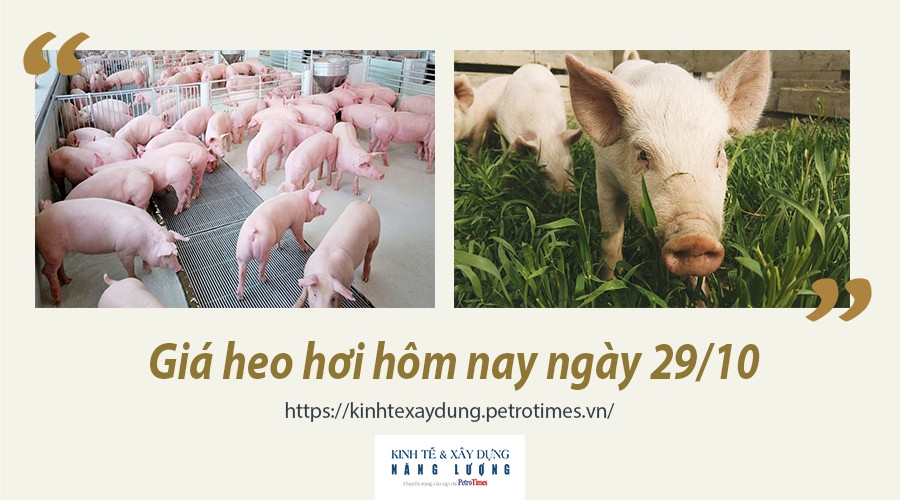 Giá heo hơi hôm nay 29/10: Tiếp đà tăng