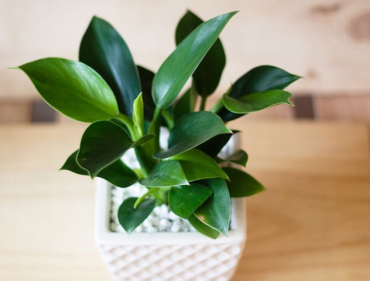 Tài lộc chảy vào nhà nhờ chậu hoa nhỏ để bàn tai loc chay vao nha nho chau hoa nho de ban