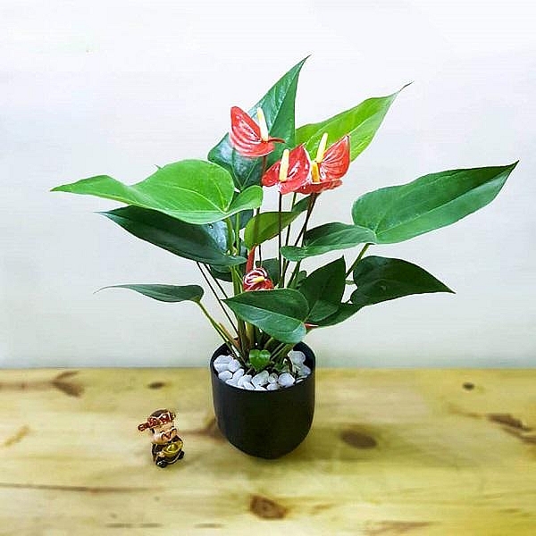 Tài lộc chảy vào nhà nhờ chậu hoa nhỏ để bàn tai loc chay vao nha nho chau hoa nho de ban