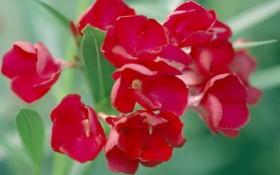 Những "nữ hoàng độc dược" trên thế giới