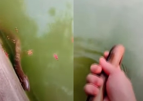 Người đàn ông thả cá chình nuôi 5 năm và phát hiện sự thật cảm động