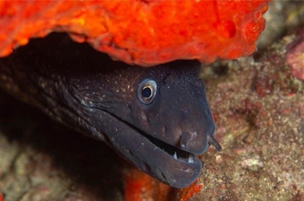 Bắt được thủy quái khổng lồ mệnh danh thần chết ẩn nấp dưới san hô