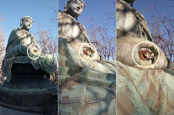 Mèo cũng biết tu hành? Chú mèo chui vào tay Phật gây xôn xao dư luận Mèo cũng biết tu hành? Chú mèo chui vào tay tượng Phật gây xôn xao dư luận