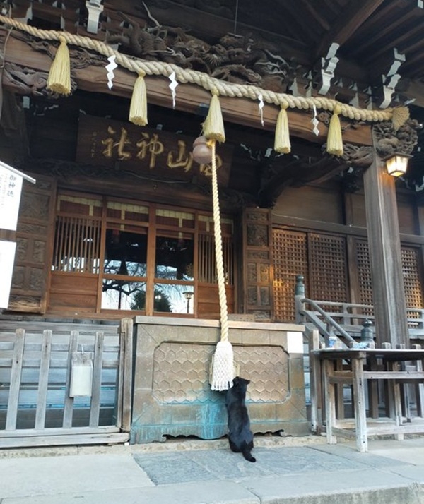 Mèo cũng biết tu hành? Chú mèo chui vào tay Phật gây xôn xao dư luận Mèo cũng biết tu hành? Chú mèo chui vào tay tượng Phật gây xôn xao dư luận