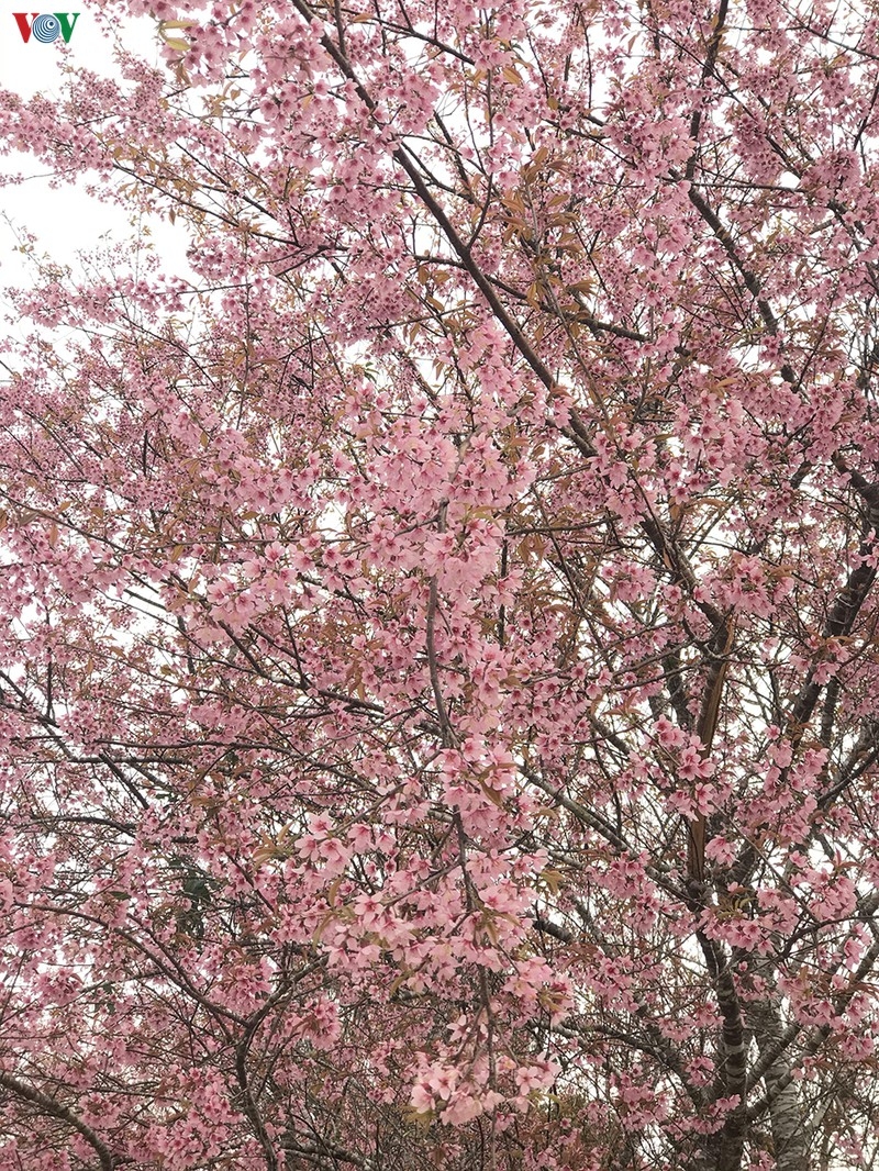 Đẹp ngất ngây hoa anh đào trên cao nguyên Măng Đen, Kon Tum dep ngat ngay hoa anh dao tren cao nguyen mang den kon tum