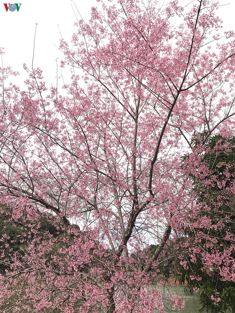 Đẹp ngất ngây hoa anh đào trên cao nguyên Măng Đen, Kon Tum dep ngat ngay hoa anh dao tren cao nguyen mang den kon tum