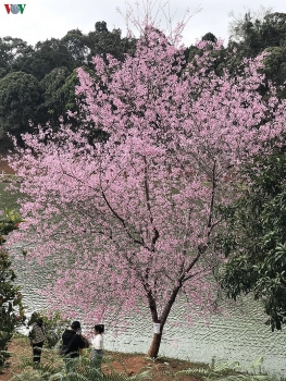 Đẹp ngất ngây hoa anh đào trên cao nguyên Măng Đen, Kon Tum