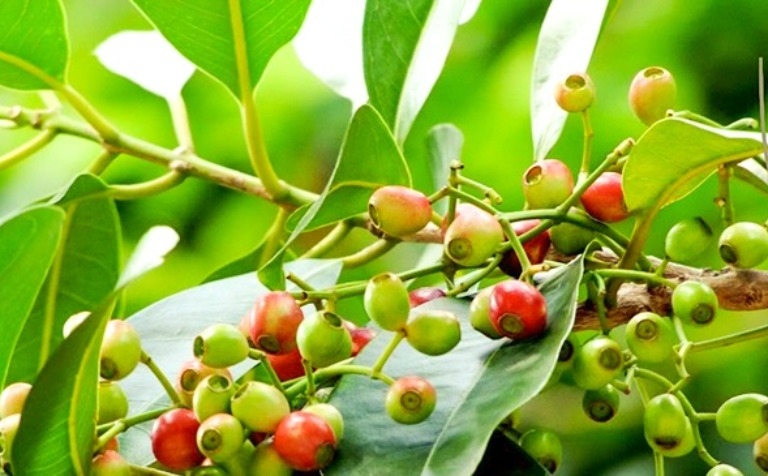 Những công dụng chữa bệnh hiệu quả từ cây vối