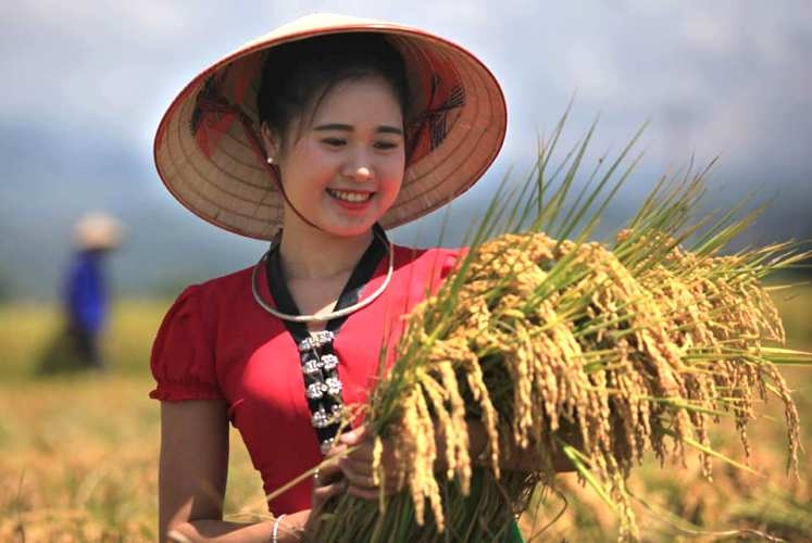 Nếp Tan Tú Lệ Nếp Tan Tú Lệ