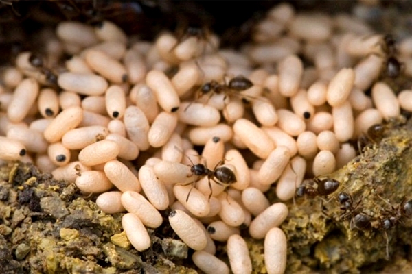 Bánh Trứng Kiến Bánh Trứng Kiến