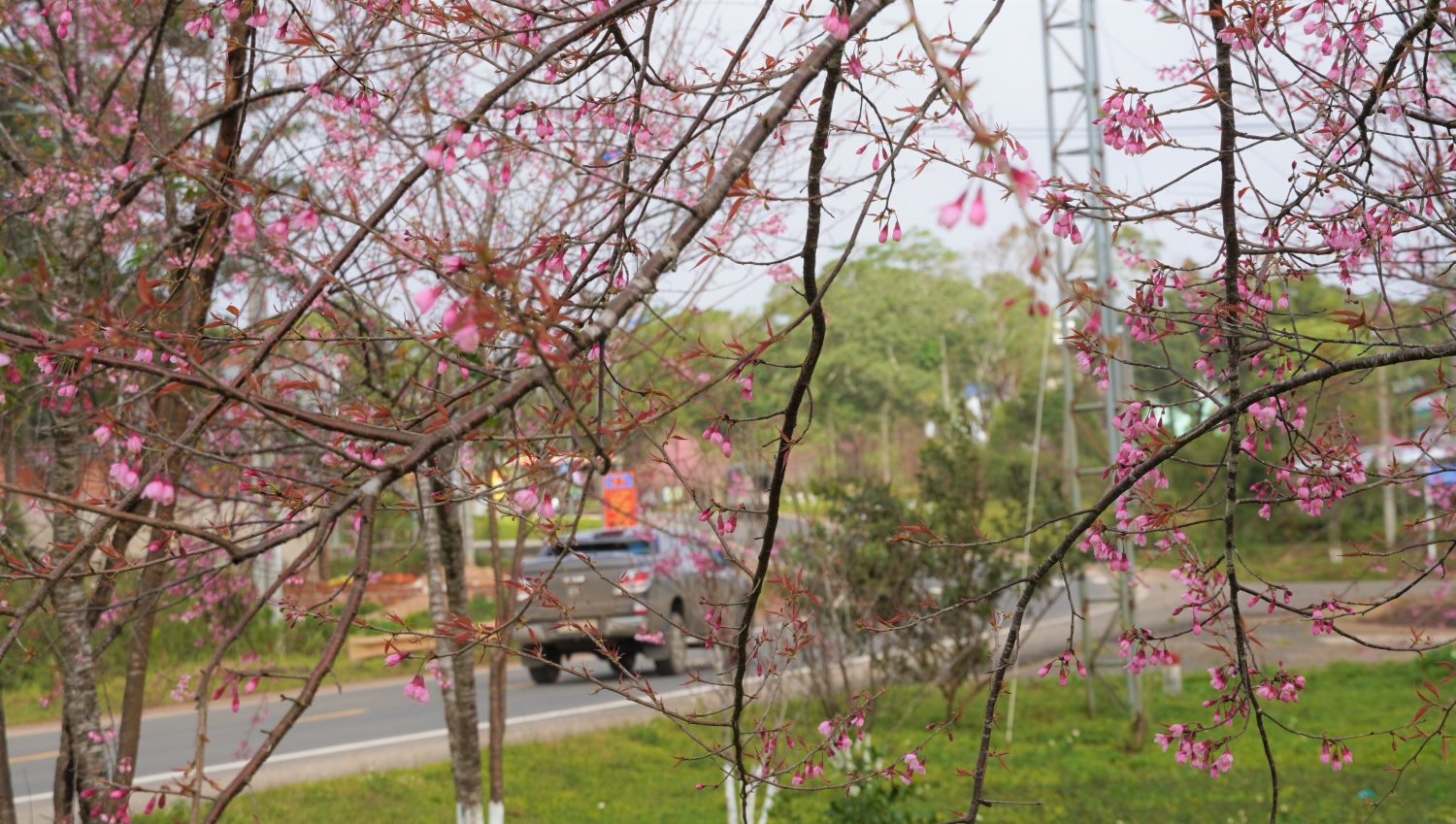 Ngắm mai anh đào nở rộ ở Măng Đen Ngắm mai anh đào nở rộ ở Măng Đen