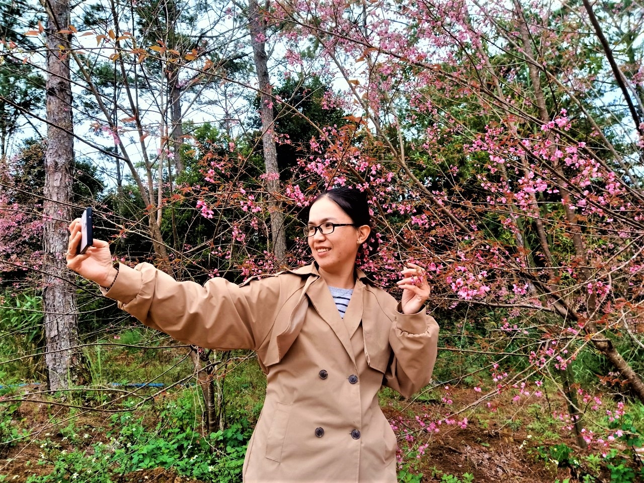 Ngắm mai anh đào nở rộ ở Măng Đen Ngắm mai anh đào nở rộ ở Măng Đen